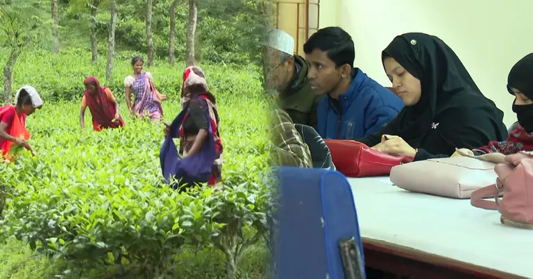 চা তুলছেন নারীরা ও নারী উদ্যোক্তারা